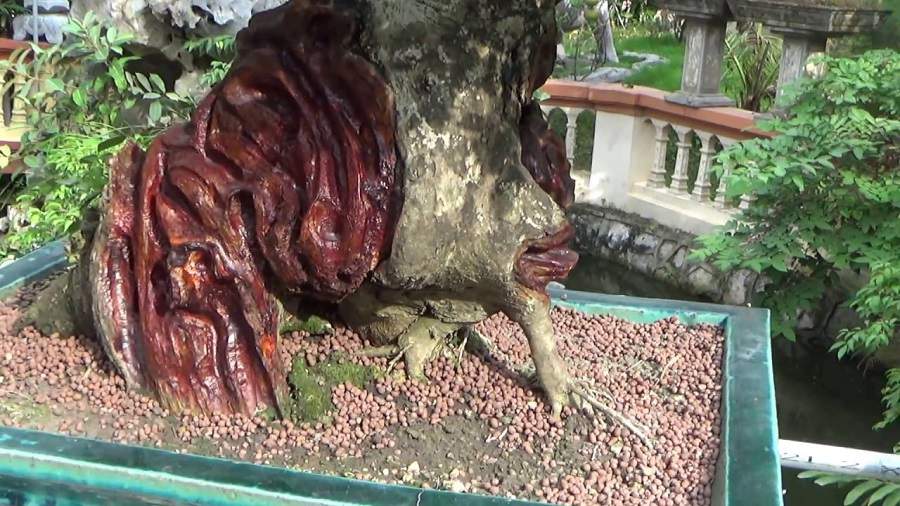 Thân cây gỗ trắc